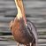 Brown Pelican